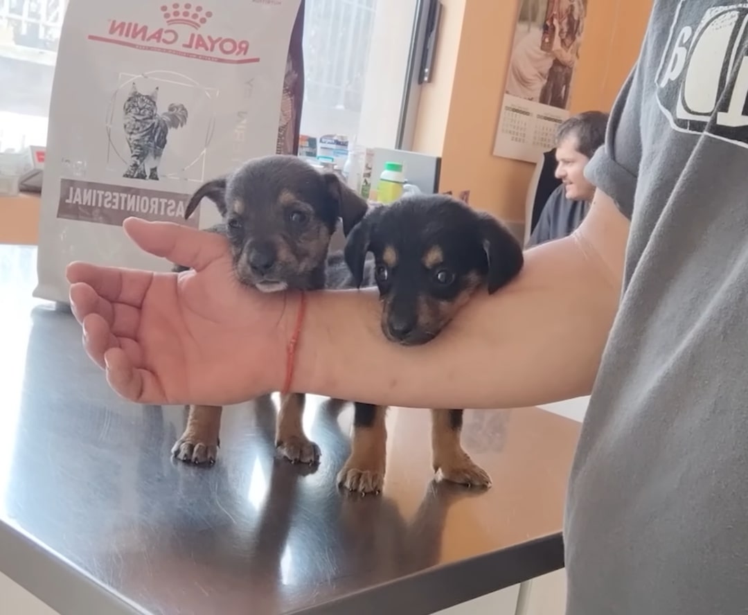 photo of two puppies leaning on man's hand