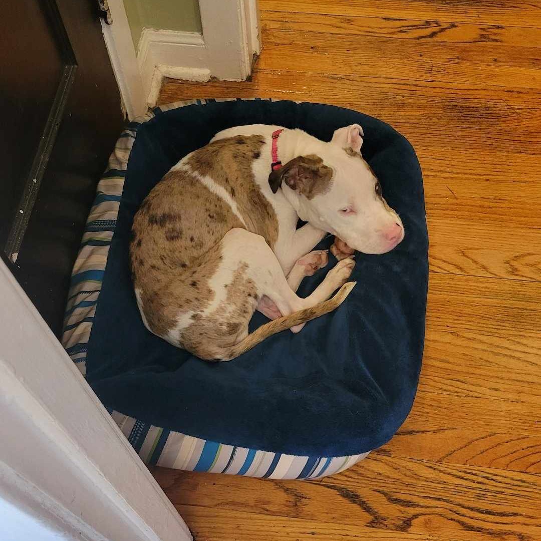 pittie laying in his bed