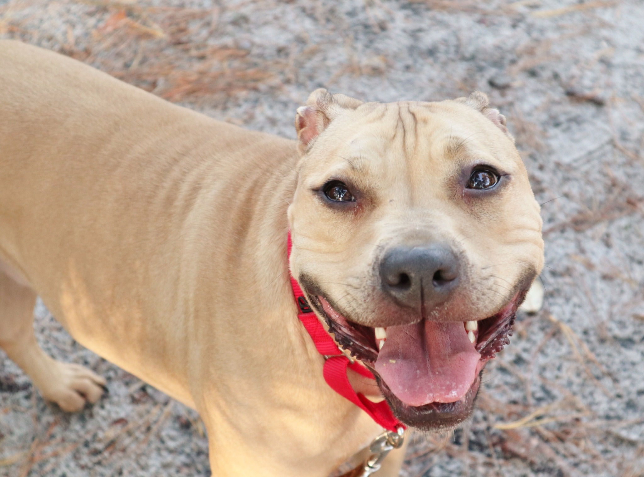 pittie on harness