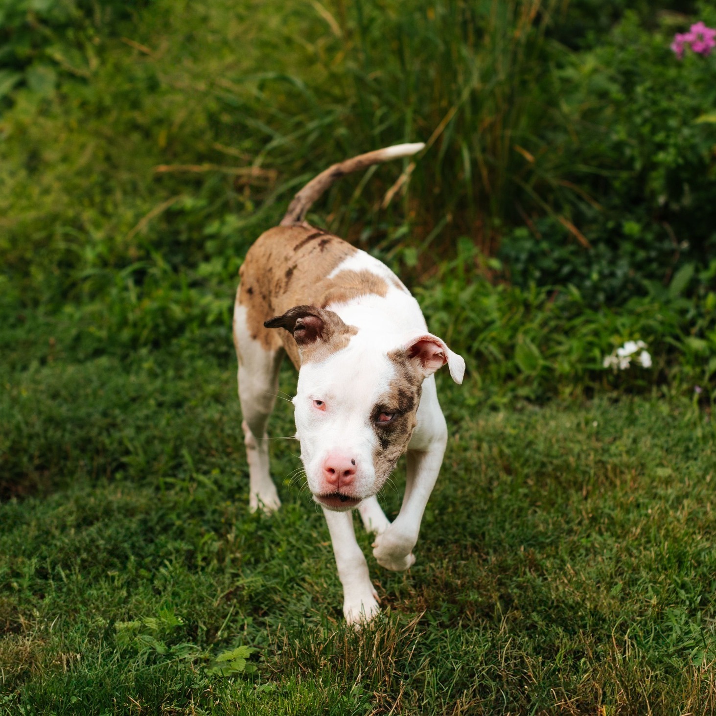 pittie walks in garden