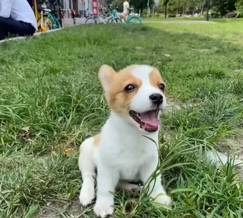 playful corgis in the grass