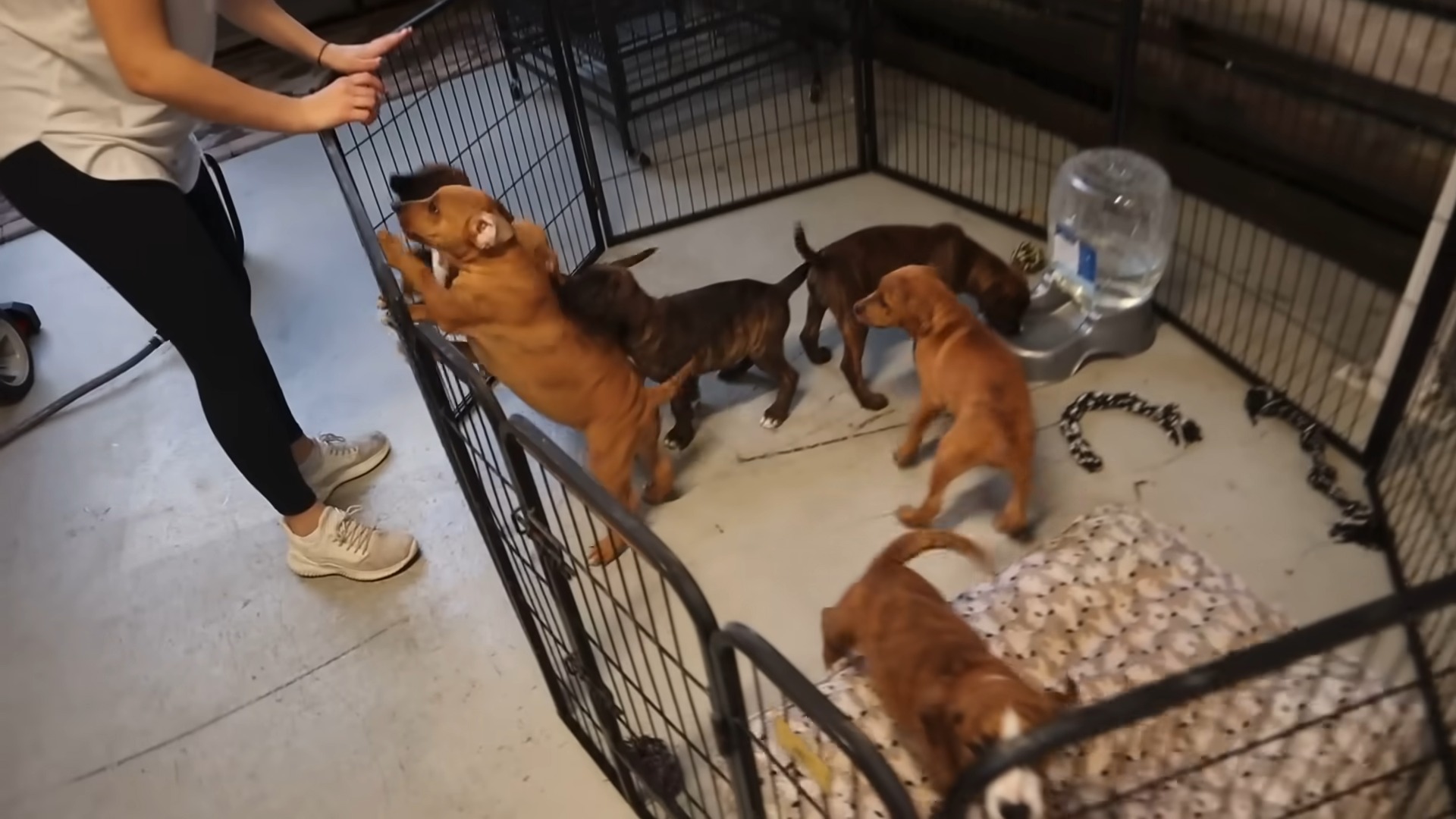 playful puppies enclosed in a fence