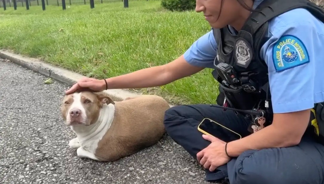 police officer touching dog