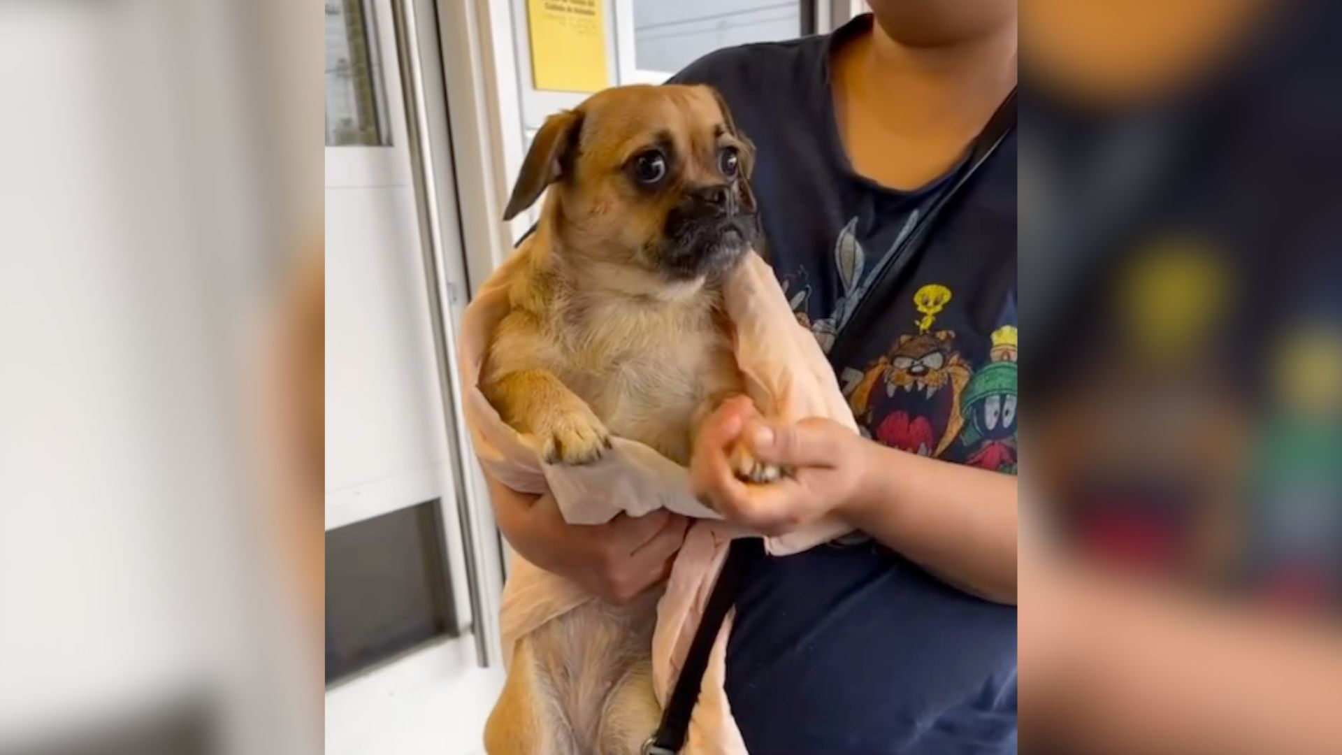 Dog Realizing Her Family Is Leaving Her For Good Is The Hardest Thing You’ll Watch All Day