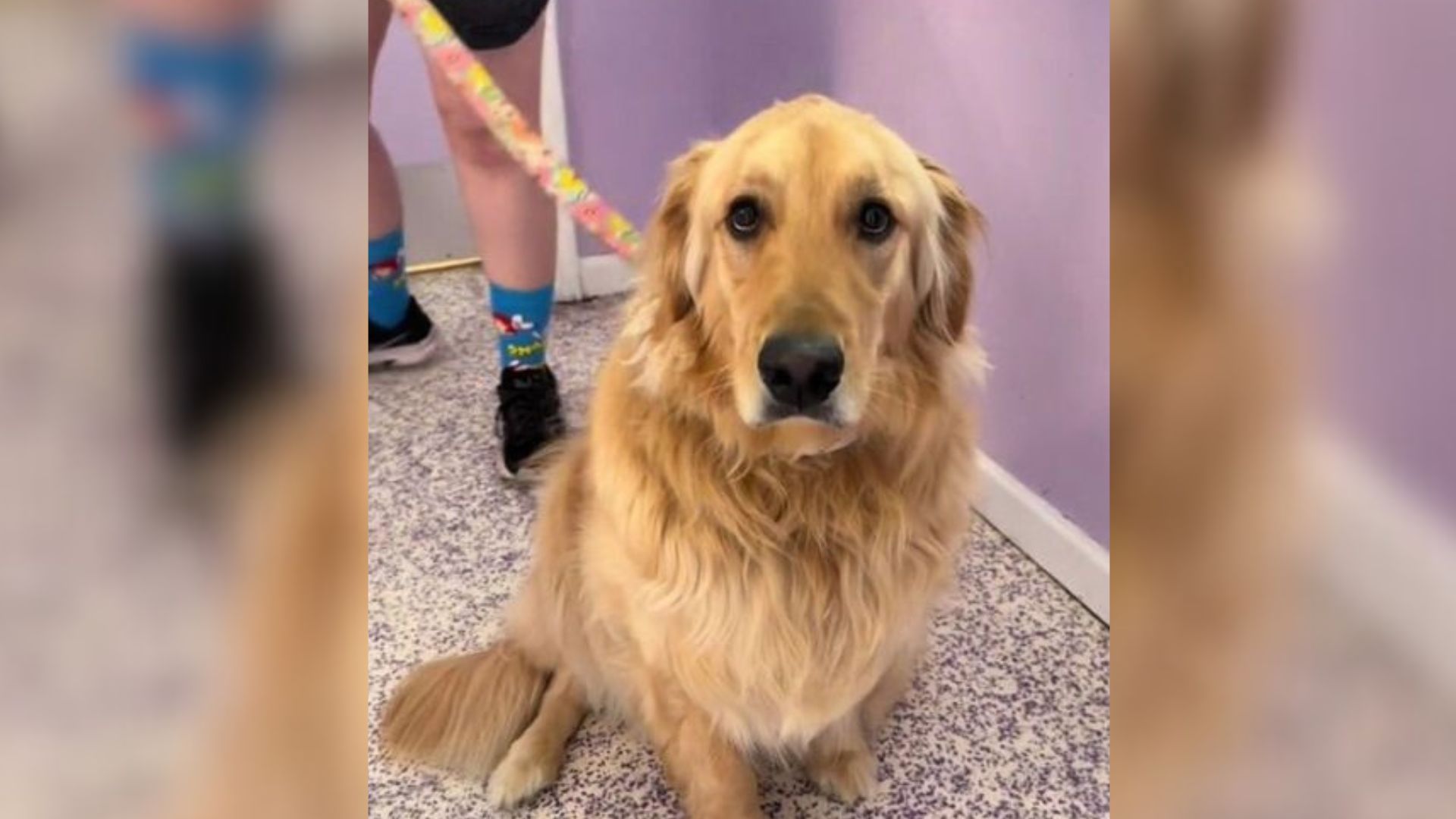 Poor Goldie Was Completely Lost After His Longtime Owner Left Him At A Shelter