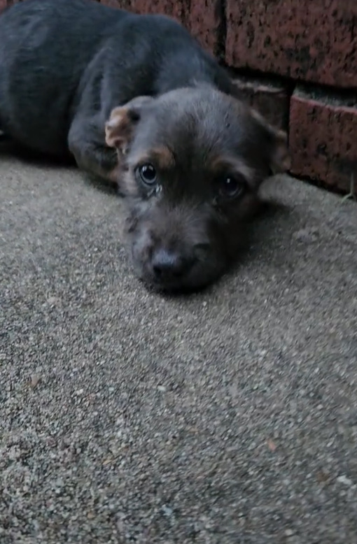 poor sad dog abandoned on street