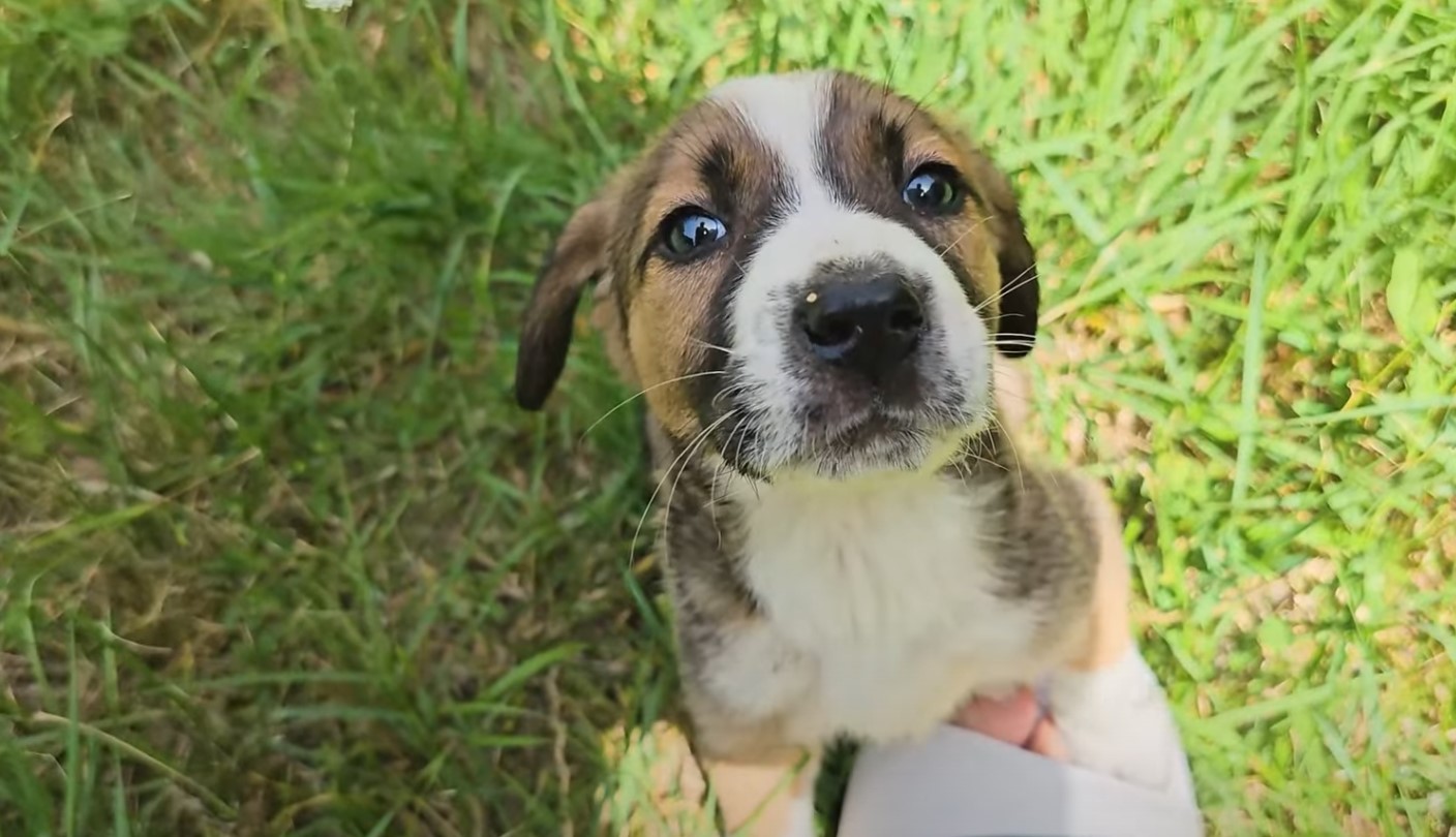 portrait of a beautiful dog with brown eyes