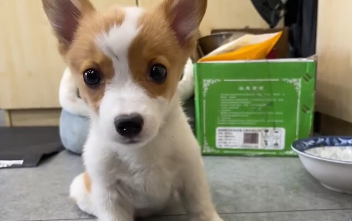 portrait of a corgi looking at the camera