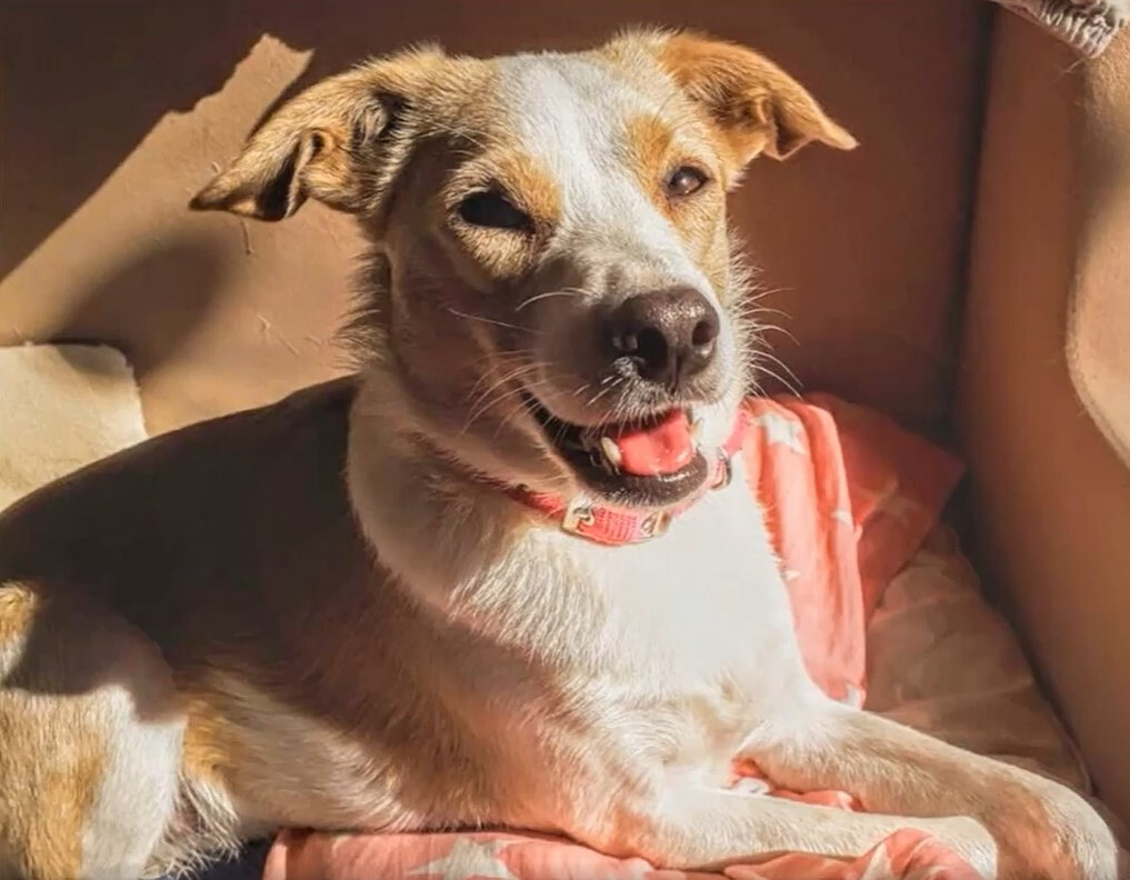 portrait of a cute dog lying down and looking ahead