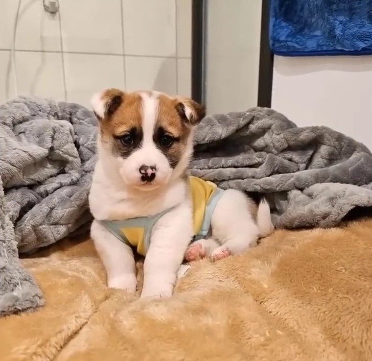 portrait of a cute dog posing for the camera