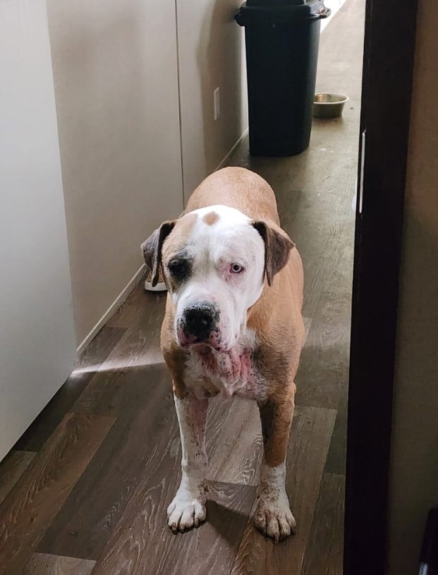 portrait of a dog standing on laminate and looking at the camera