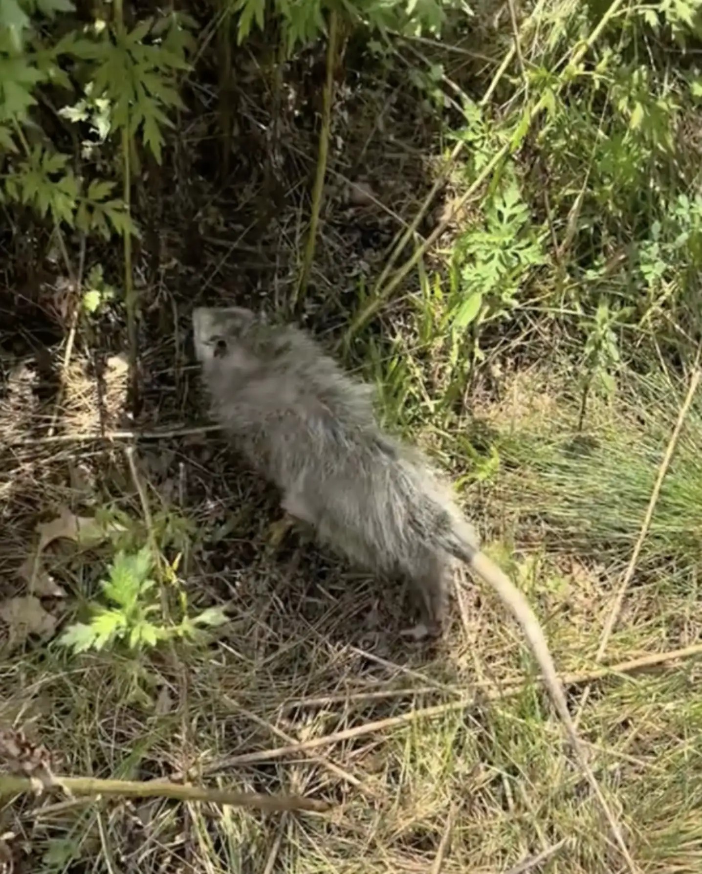 possum on grass