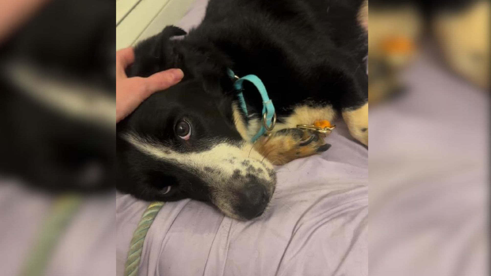 Pregnant Dog Abandoned On The Streets Of New York Meets Someone Who Changes Her Life