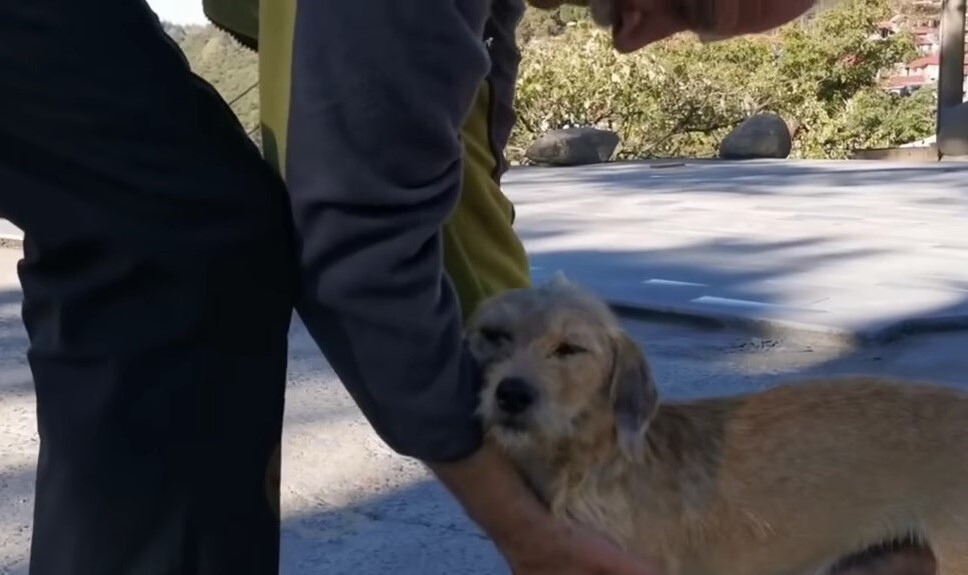 pregnant dog and old man