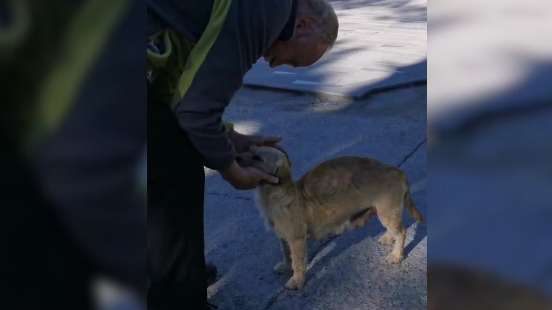 Pregnant Dog Desperate For Help Meets A Kind Old Man Who Rushes To Her Aid