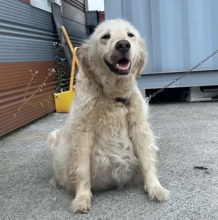 pregnant white dog