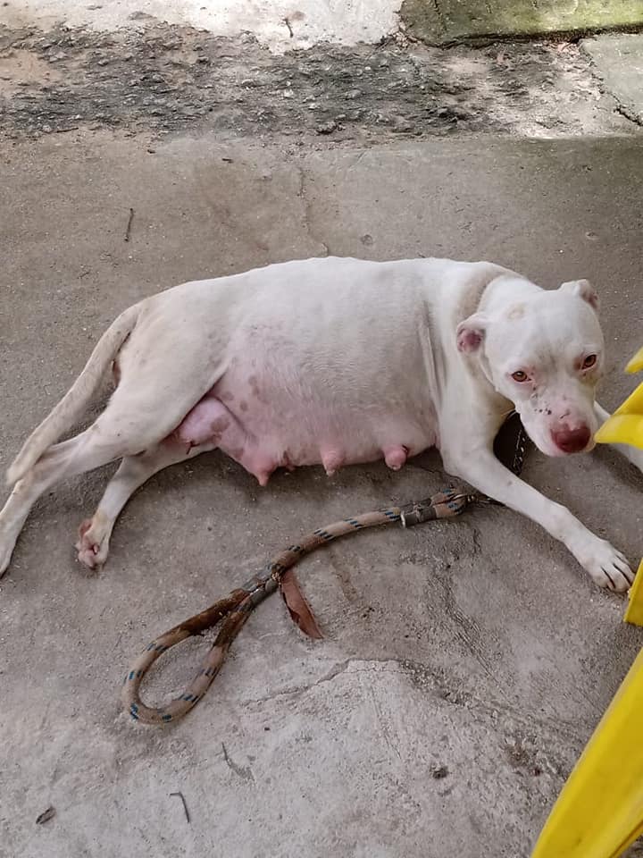 pregnant white dog