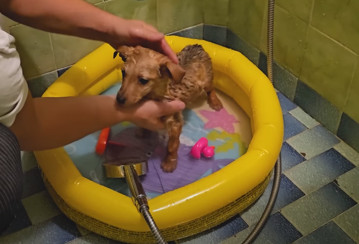 pup getting a bath