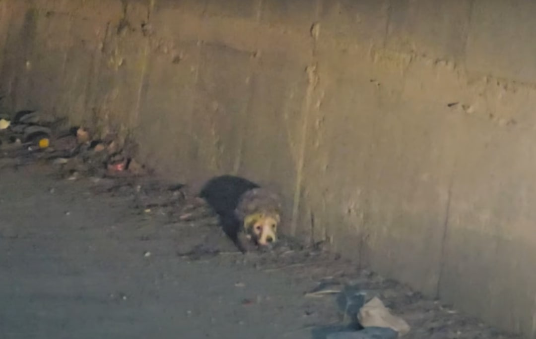 pup hiding in a tunnel