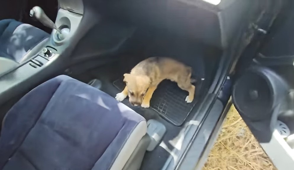 pup in a car