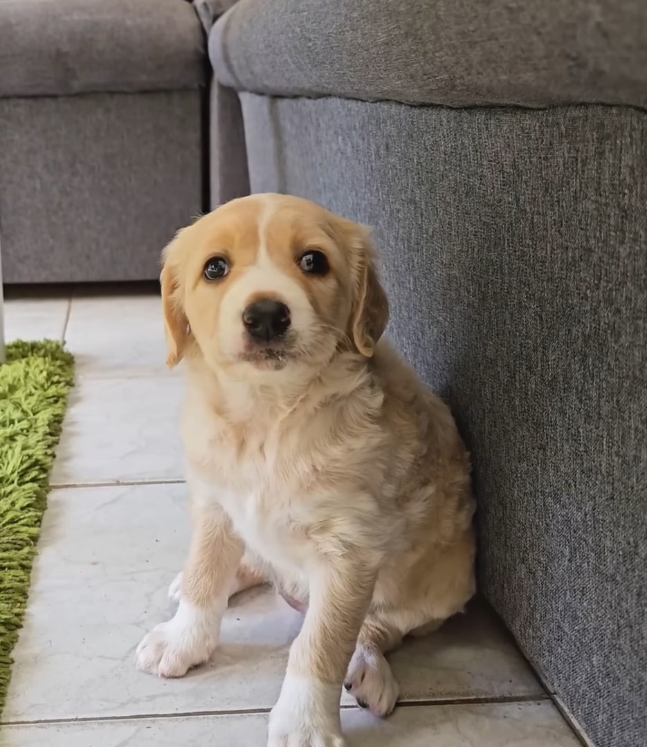 pup sitting indoors