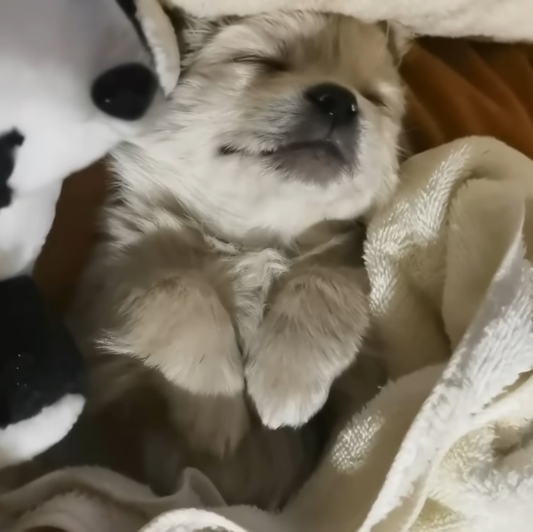 pup sleeping