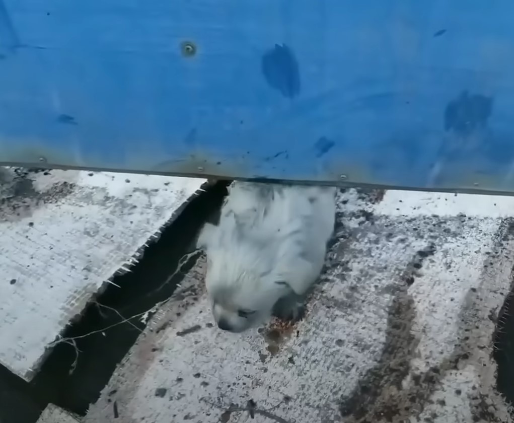 pup under a blue iron gate