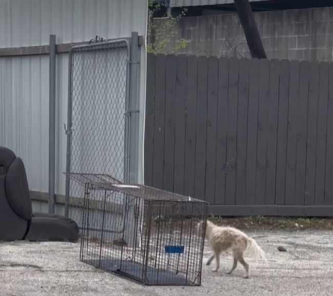 pup walking by the crate