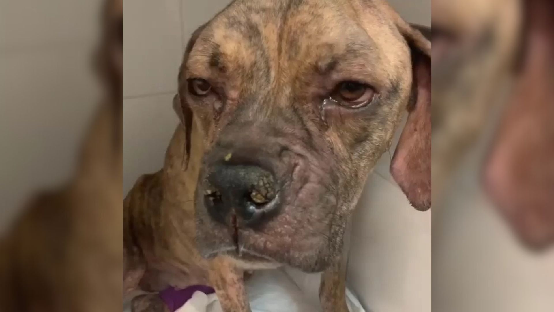 Pup Who Was Abandoned By Owner Because Of A Serious Illness Refused To Give Up On Her Life