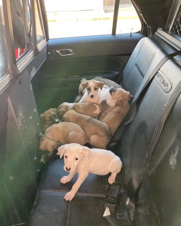 puppes in a police car