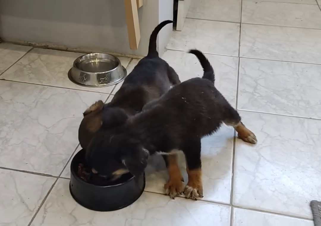 puppies eating