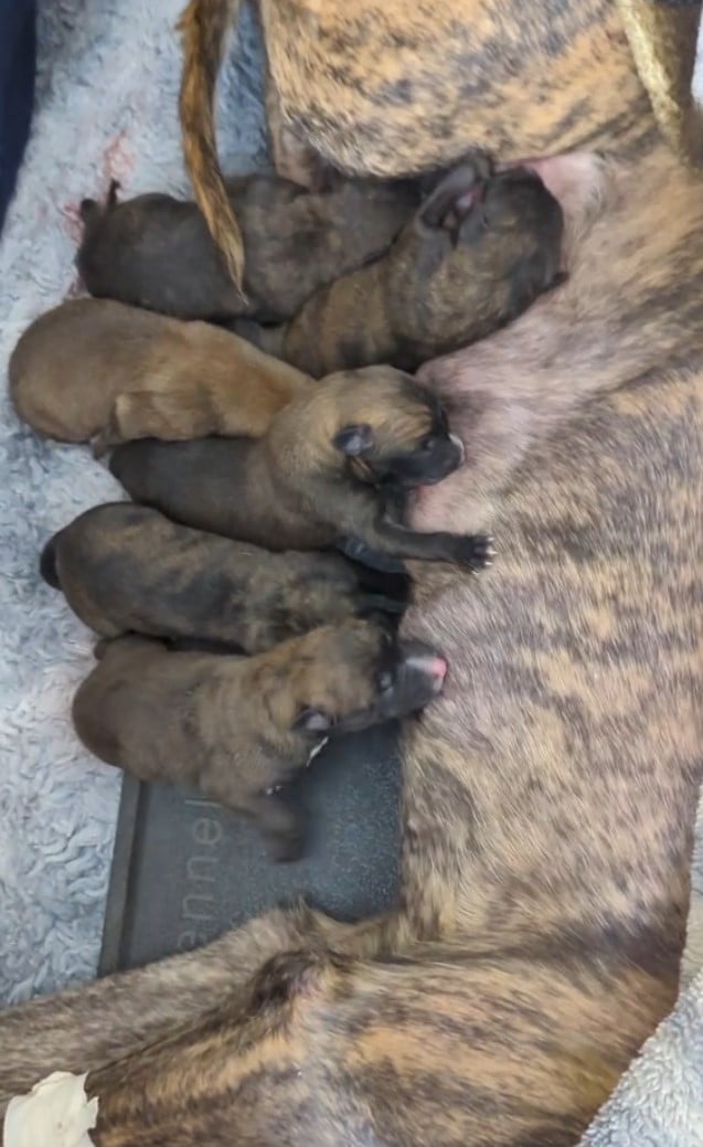 puppies eating