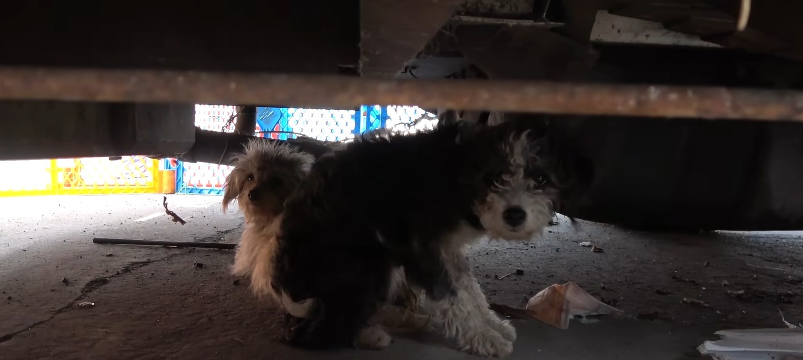 puppies hiding under a car