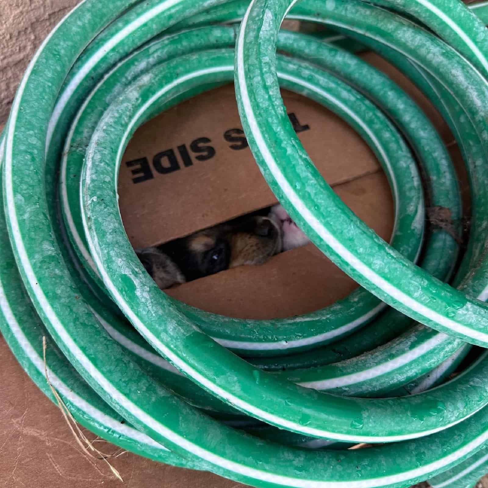 puppies peeking from a small box with garden hose on it