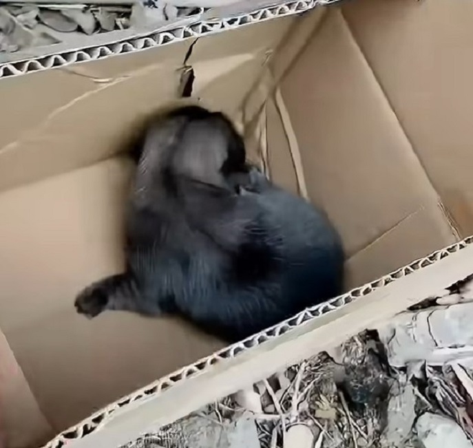 puppy abandoned in a box