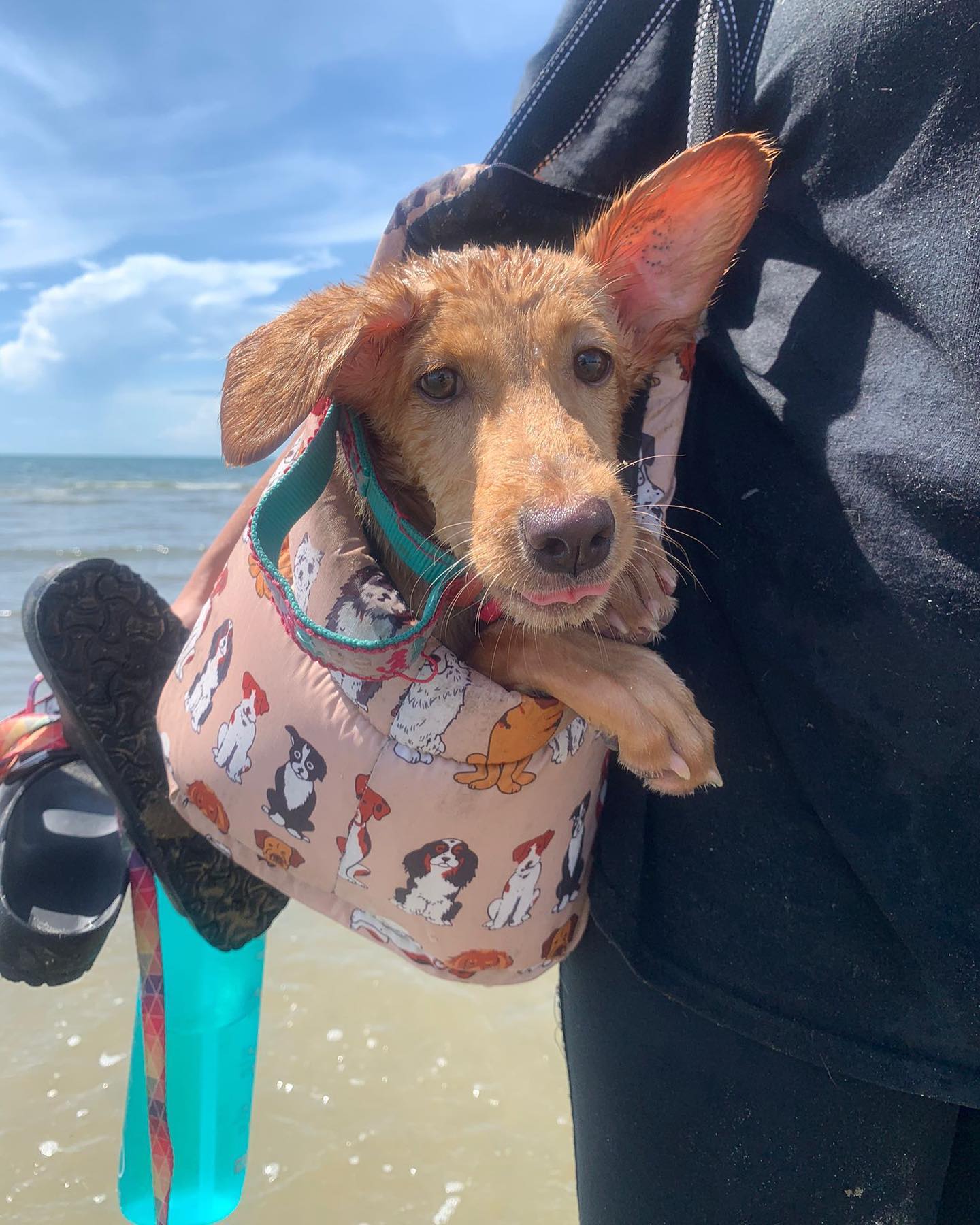 puppy at the beach