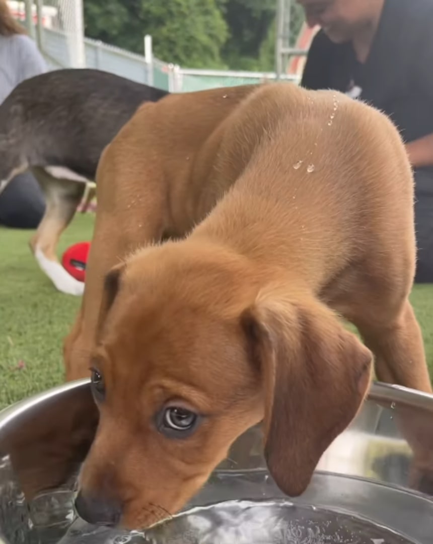 puppy drinking water