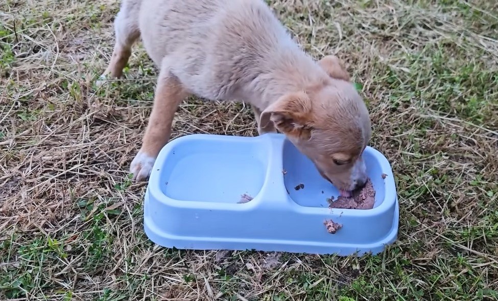 puppy eating