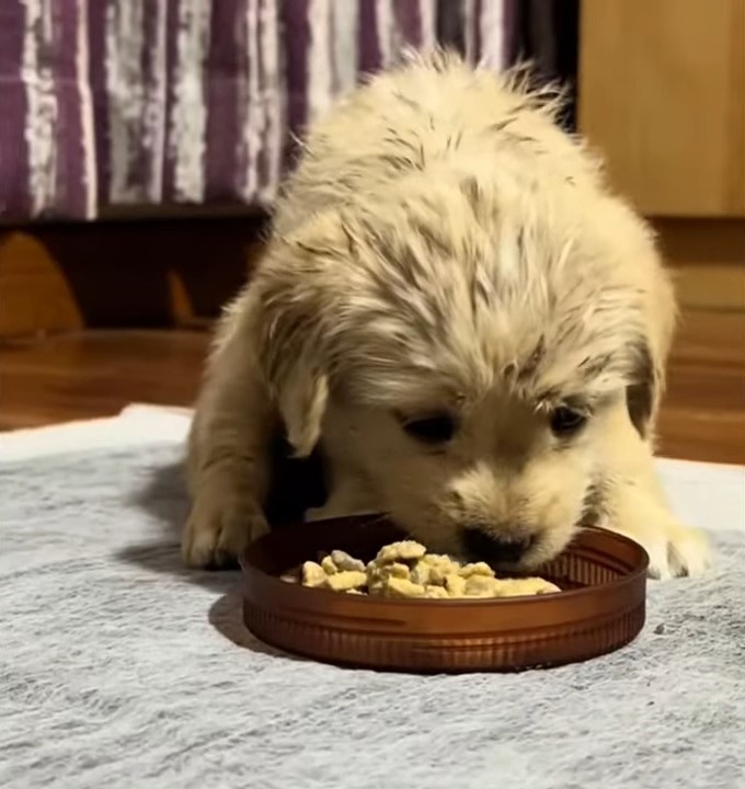 puppy eating