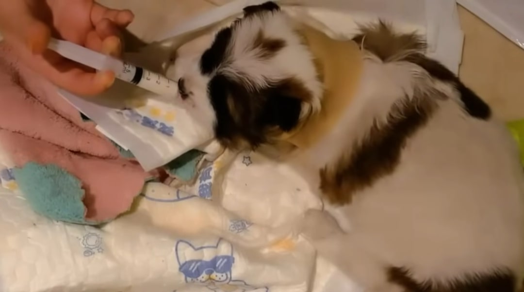 puppy getting milk