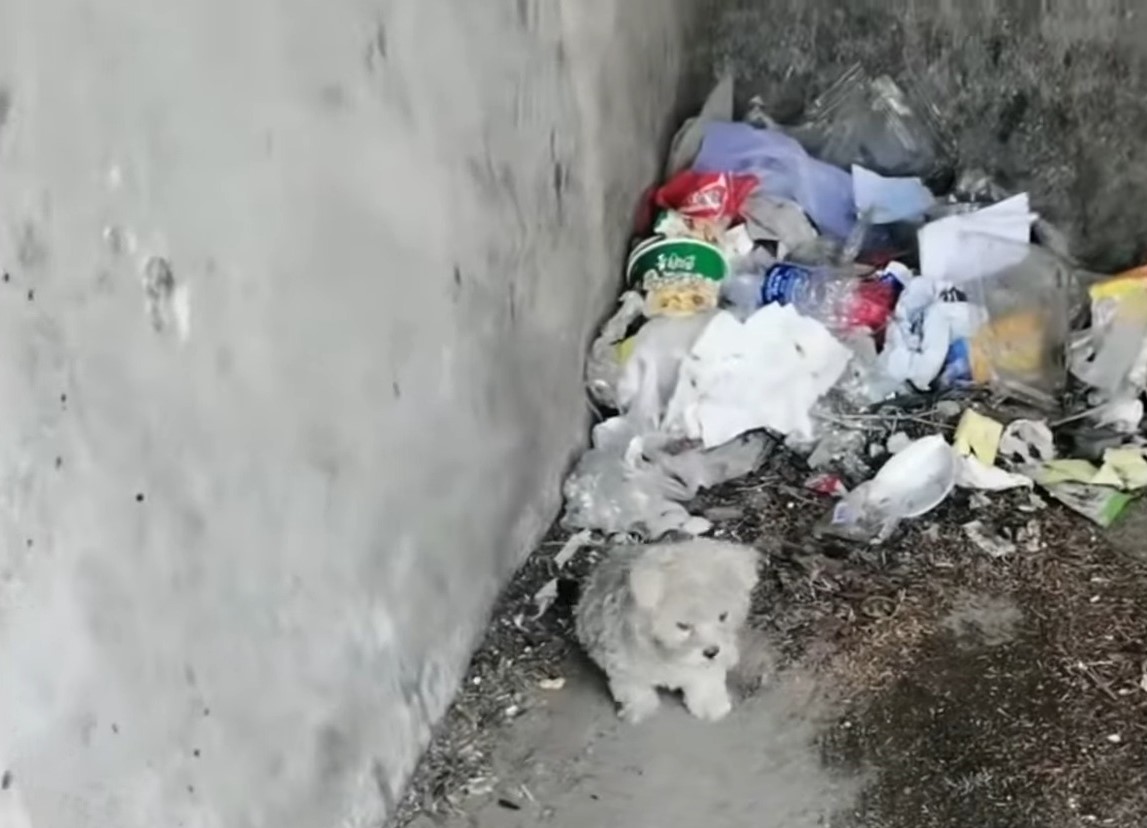 puppy in the garbage