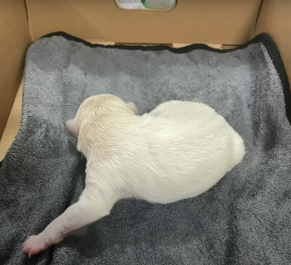 puppy lying on gray blanket