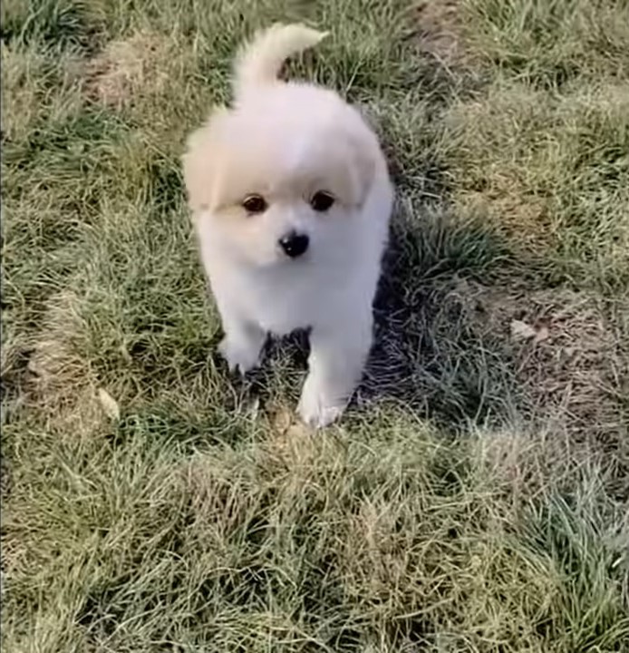 puppy on grass