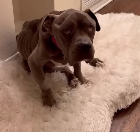 puppy on the carpet