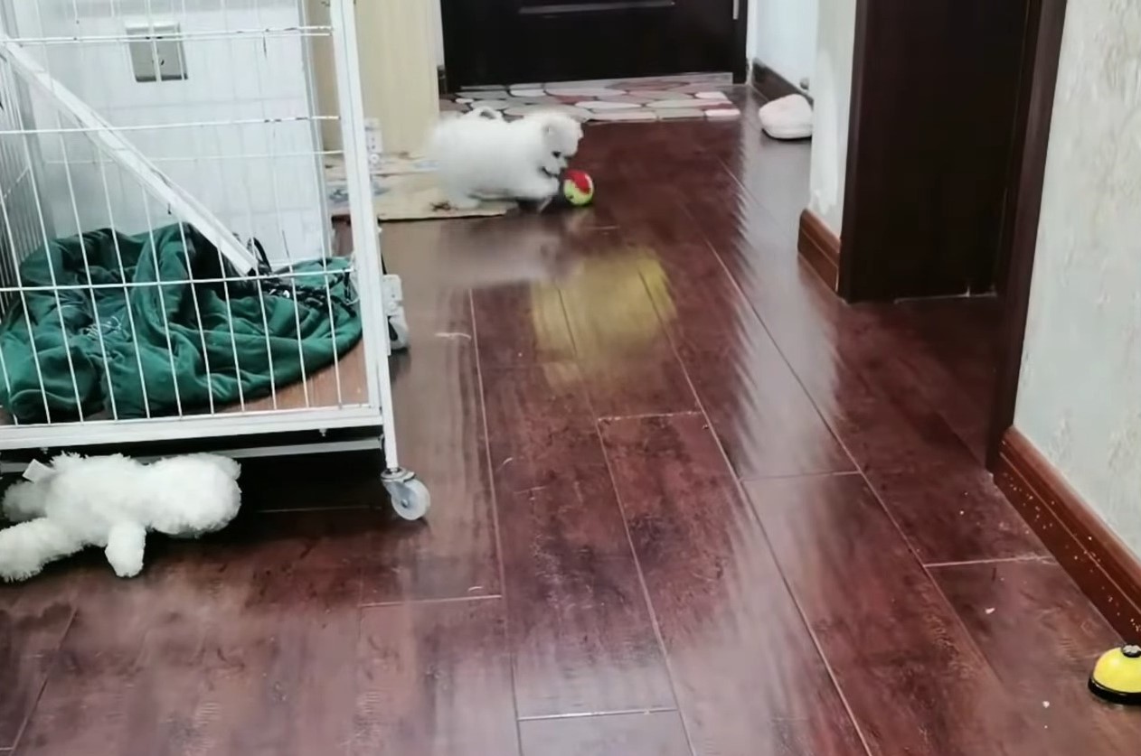 puppy playing with ball at home