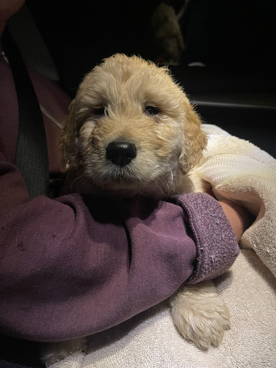 puppy sitting in man's lap