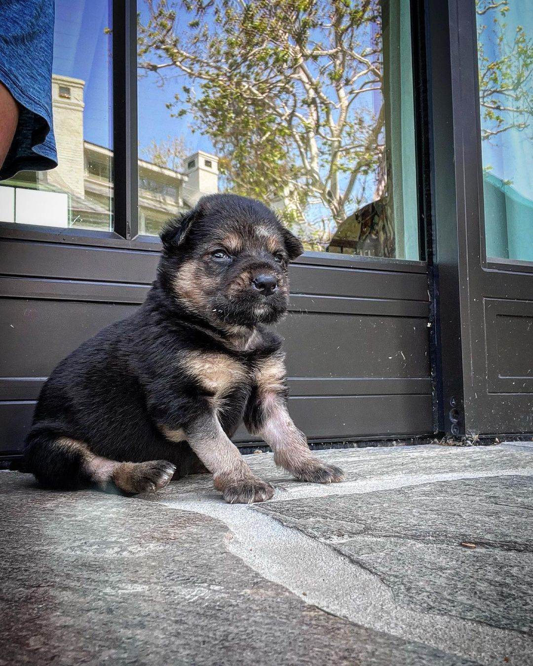 puppy sitting outdoors