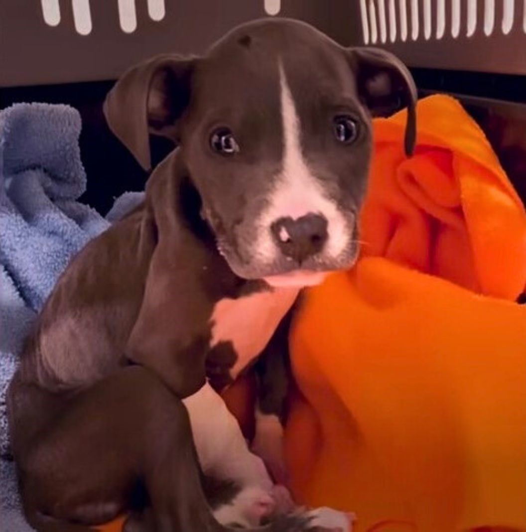 puppy sitting with blue and orange blankets