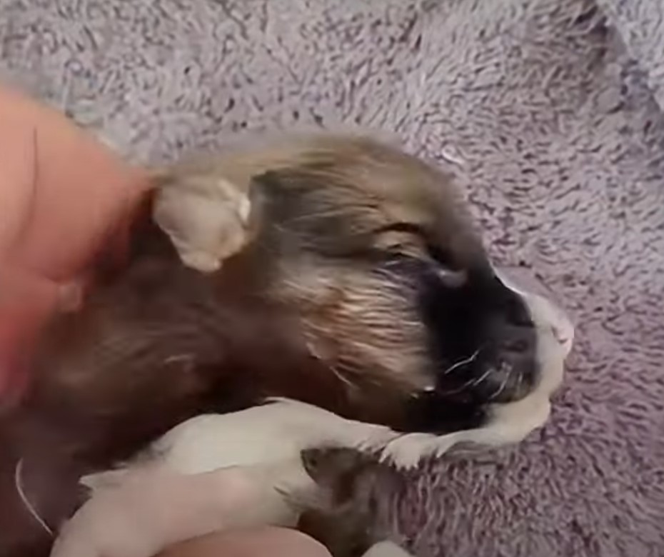 puppy sleeping in hand