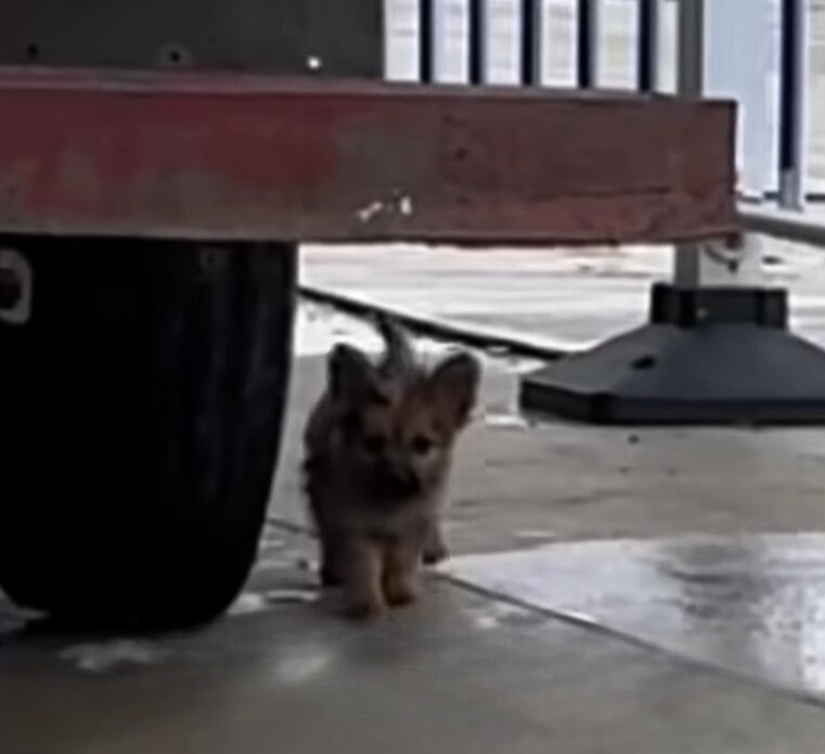 puppy walking under the truck